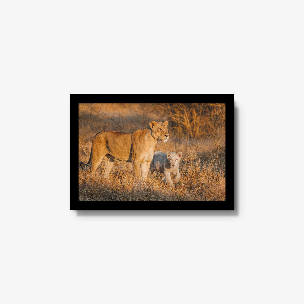 Ivory Heir — small / black / full