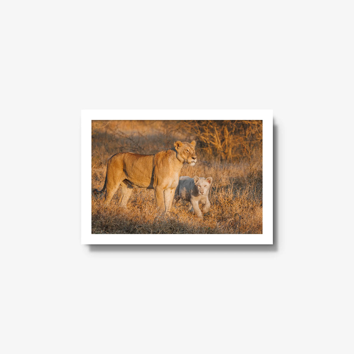 Ivory Heir — small / white / full