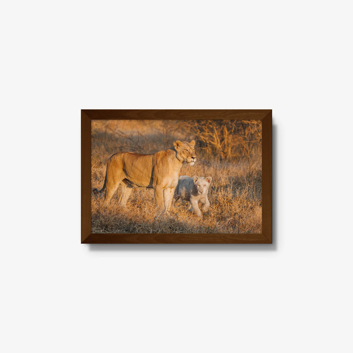 Ivory Heir — small / brown / full