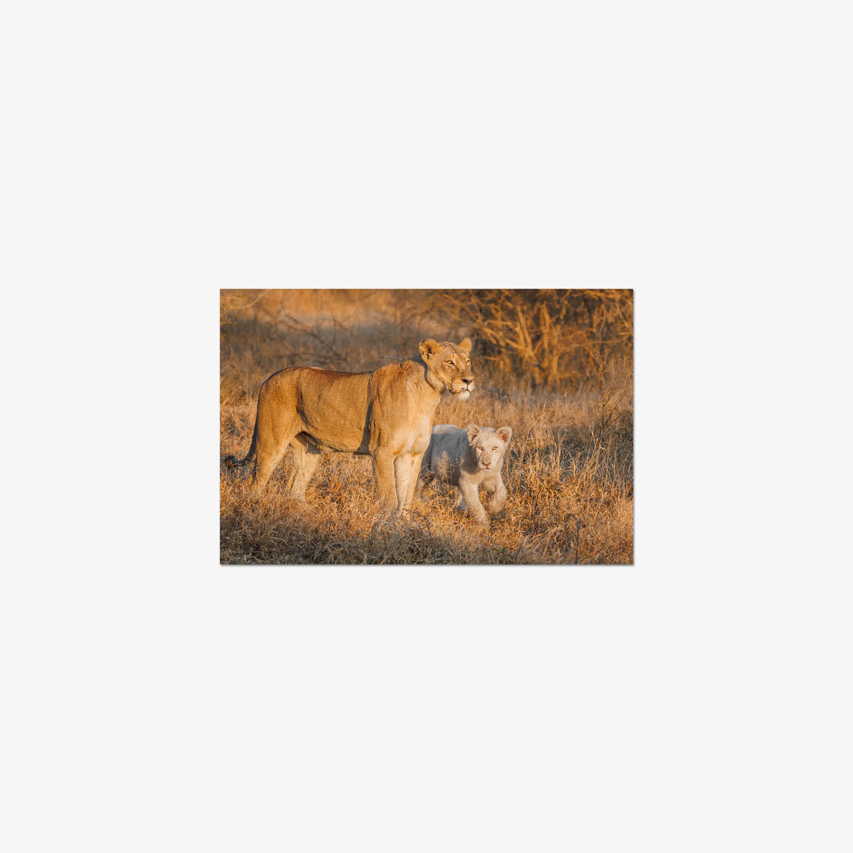 Ivory Heir — small / print / n/a