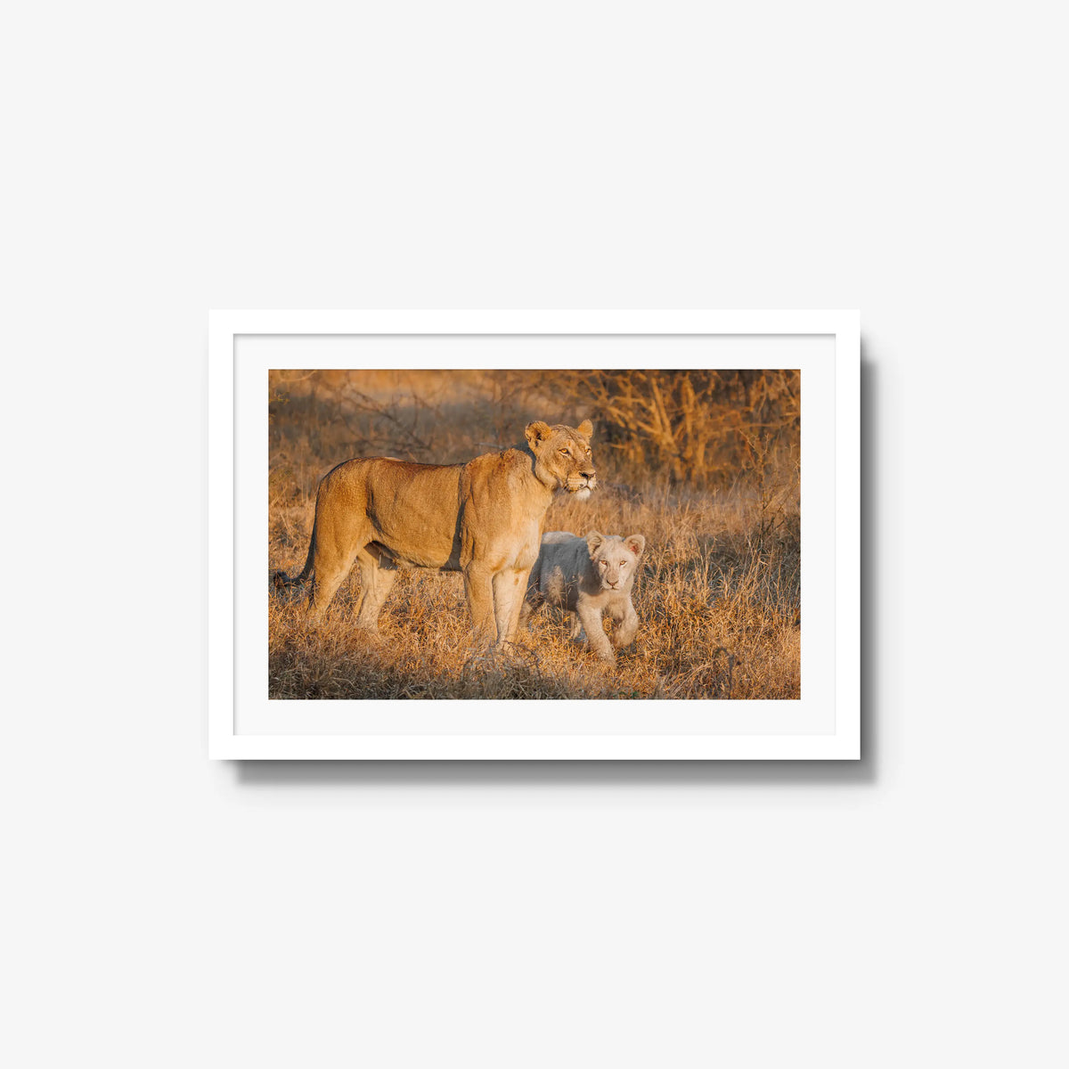 Ivory Heir — medium / white / mat