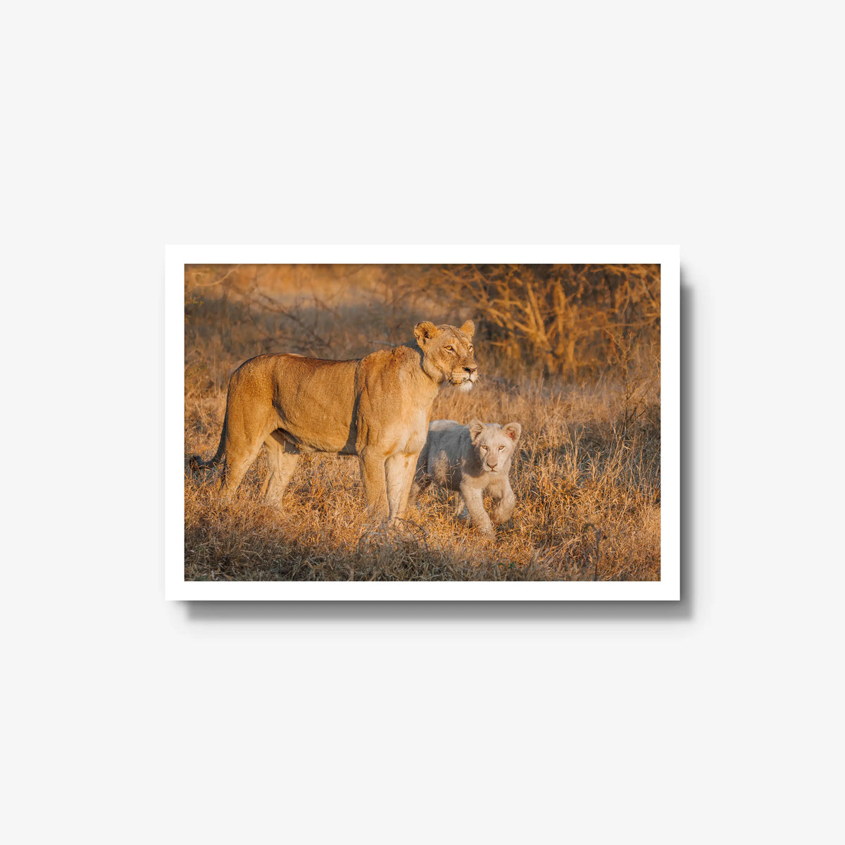 Ivory Heir — medium / white / full