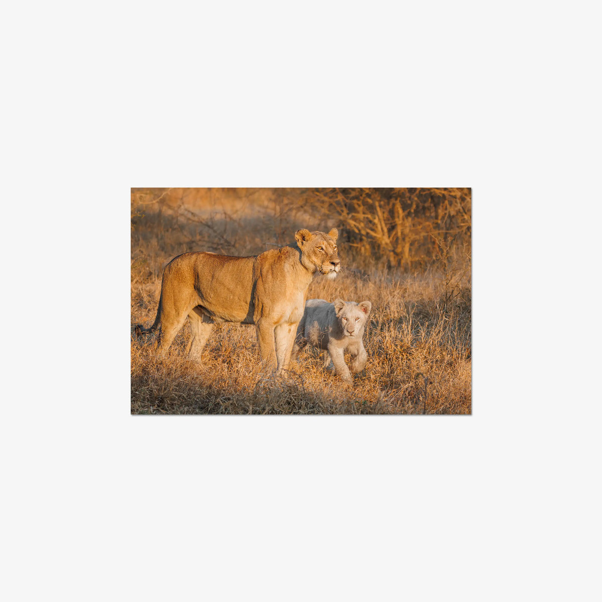 Ivory Heir — medium / print / n/a