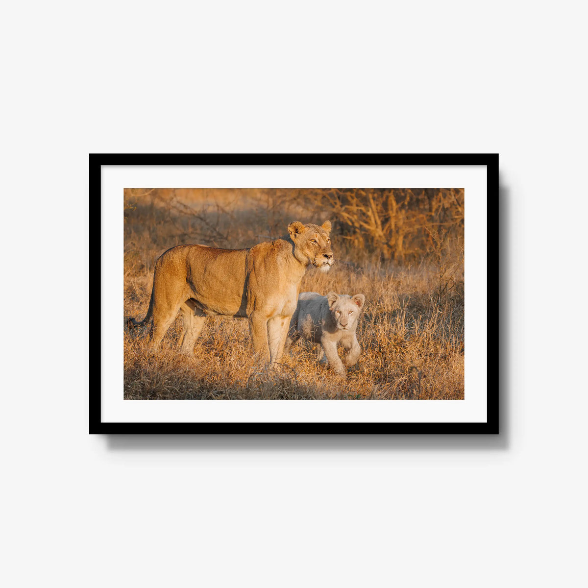 Ivory Heir — large / black / mat