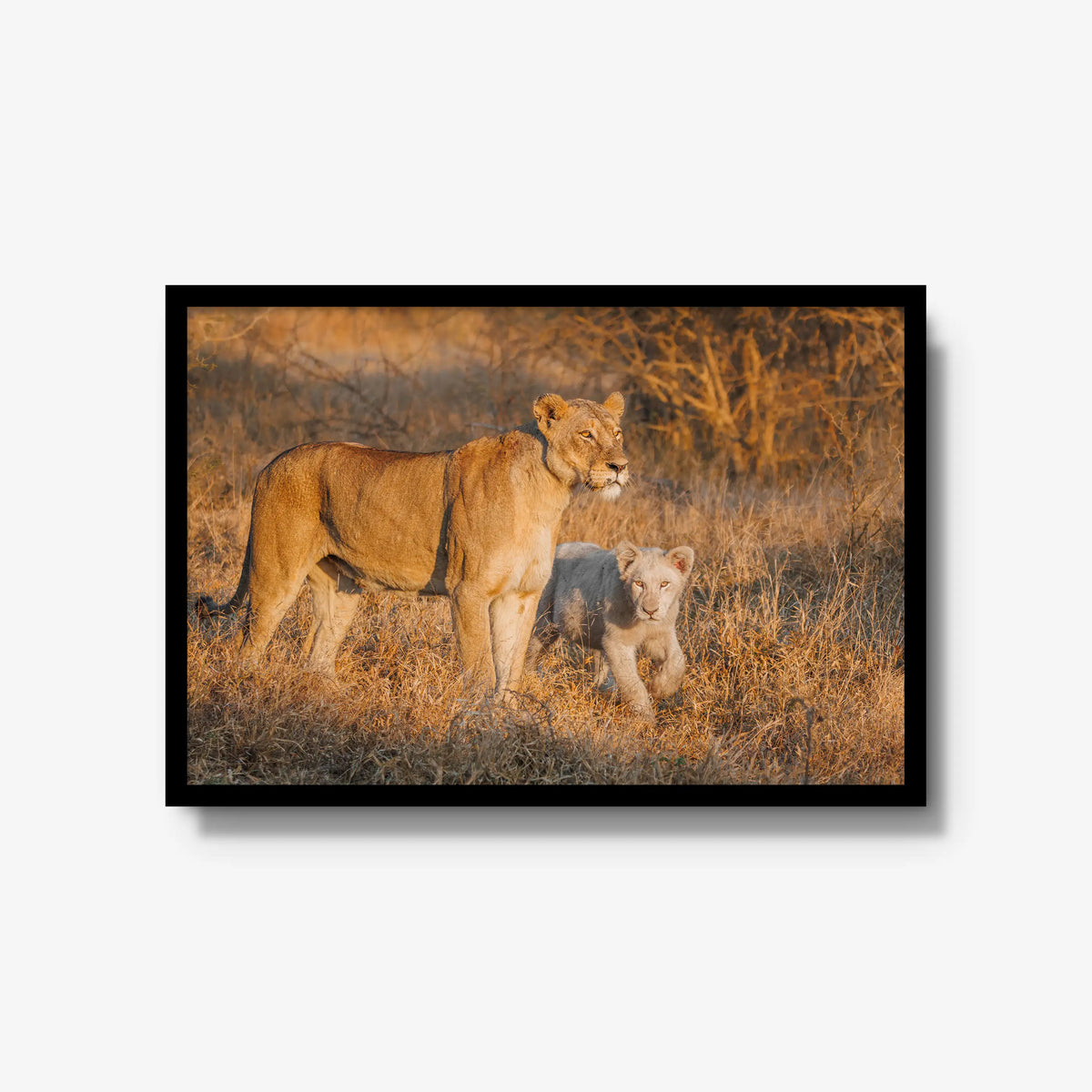 Ivory Heir — large / black / full