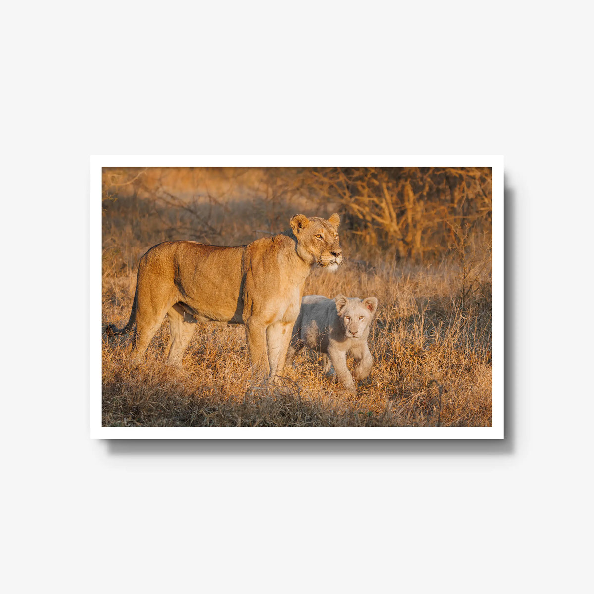 Ivory Heir — large / white / full