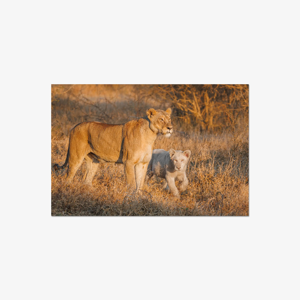 Ivory Heir — large / print / n/a