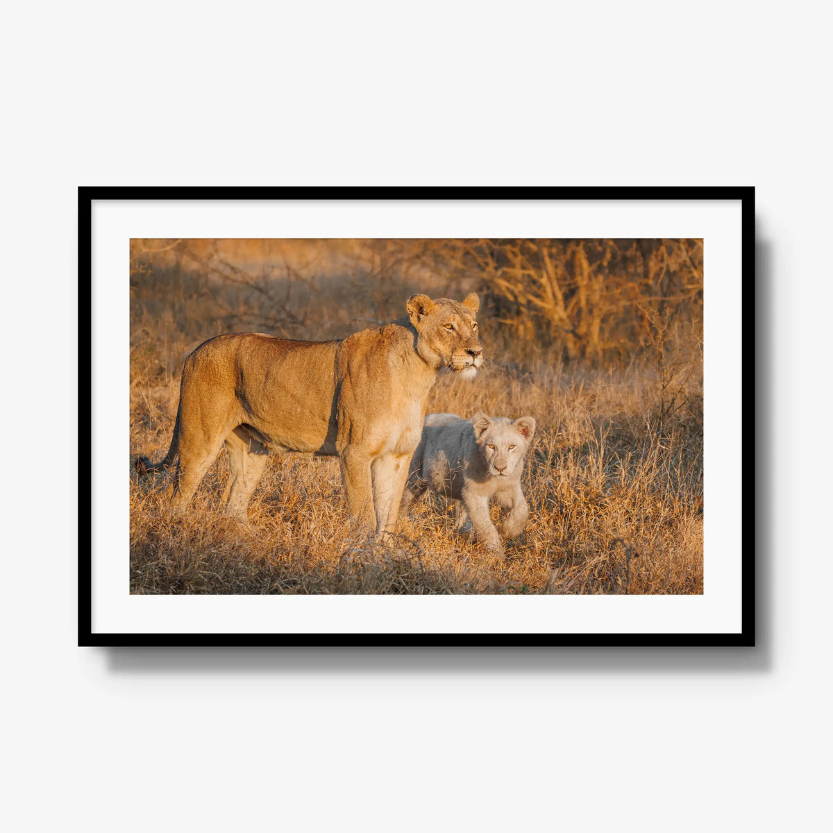 Ivory Heir — gallery / black / mat