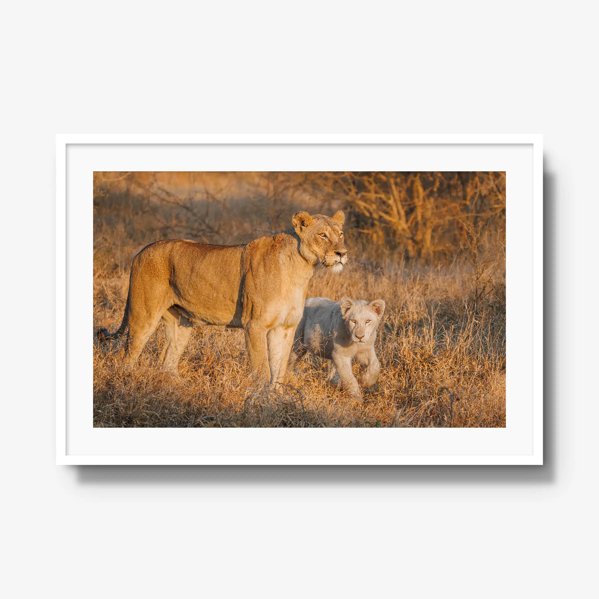 Ivory Heir — gallery / white / mat