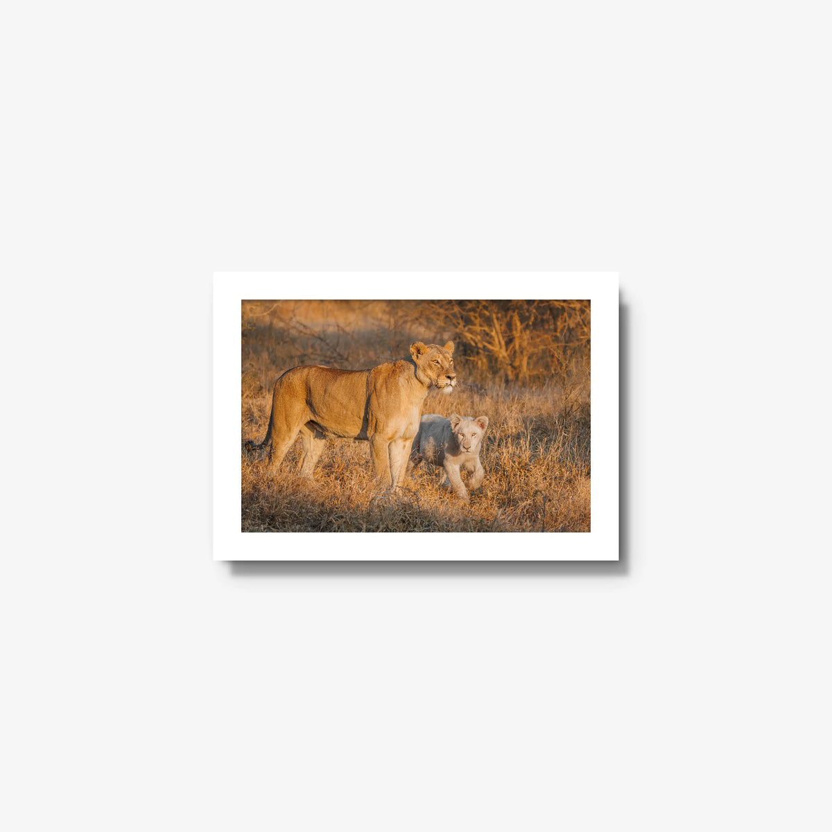 Ivory Heir — mini / white / full
