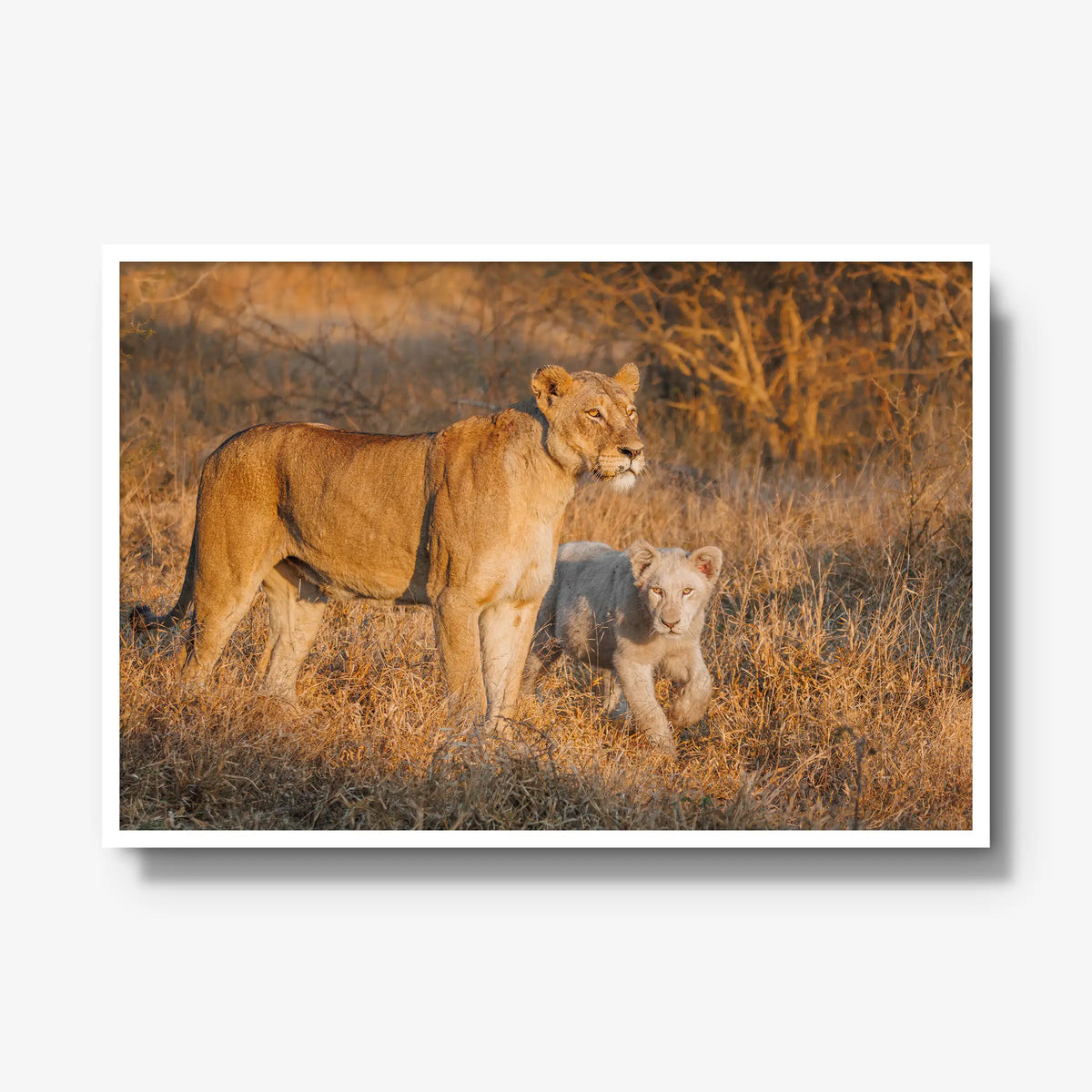 Ivory Heir — gallery / white / full