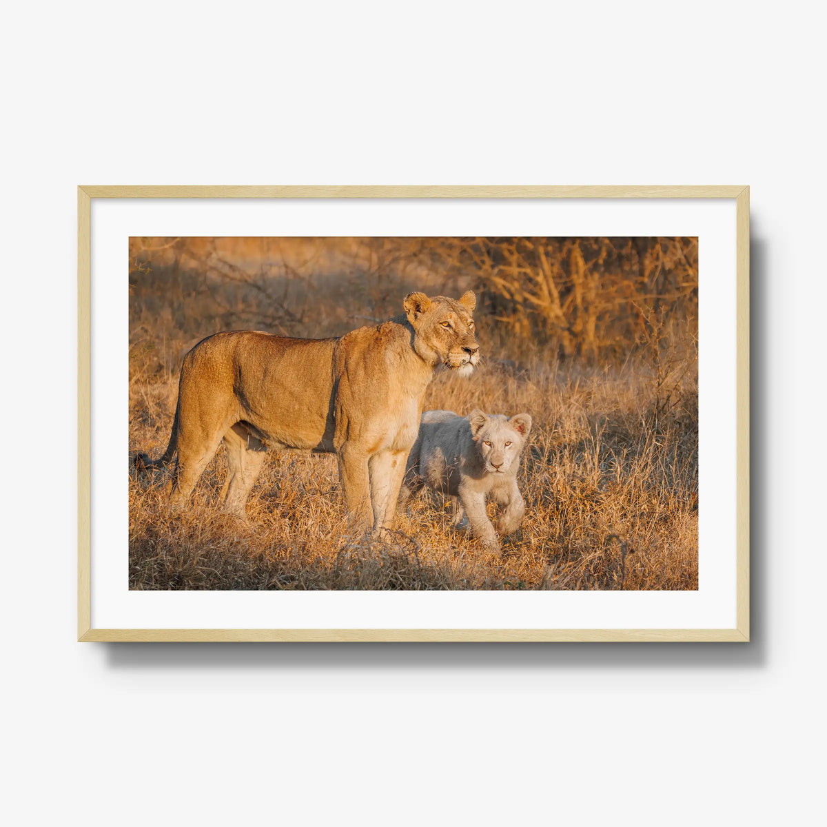 Ivory Heir — gallery / natural / mat