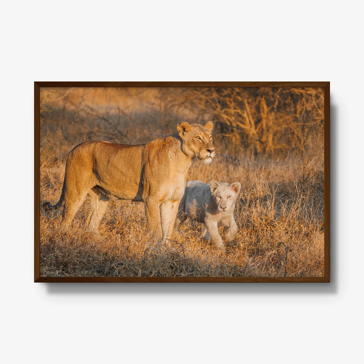 Ivory Heir — gallery / brown / full