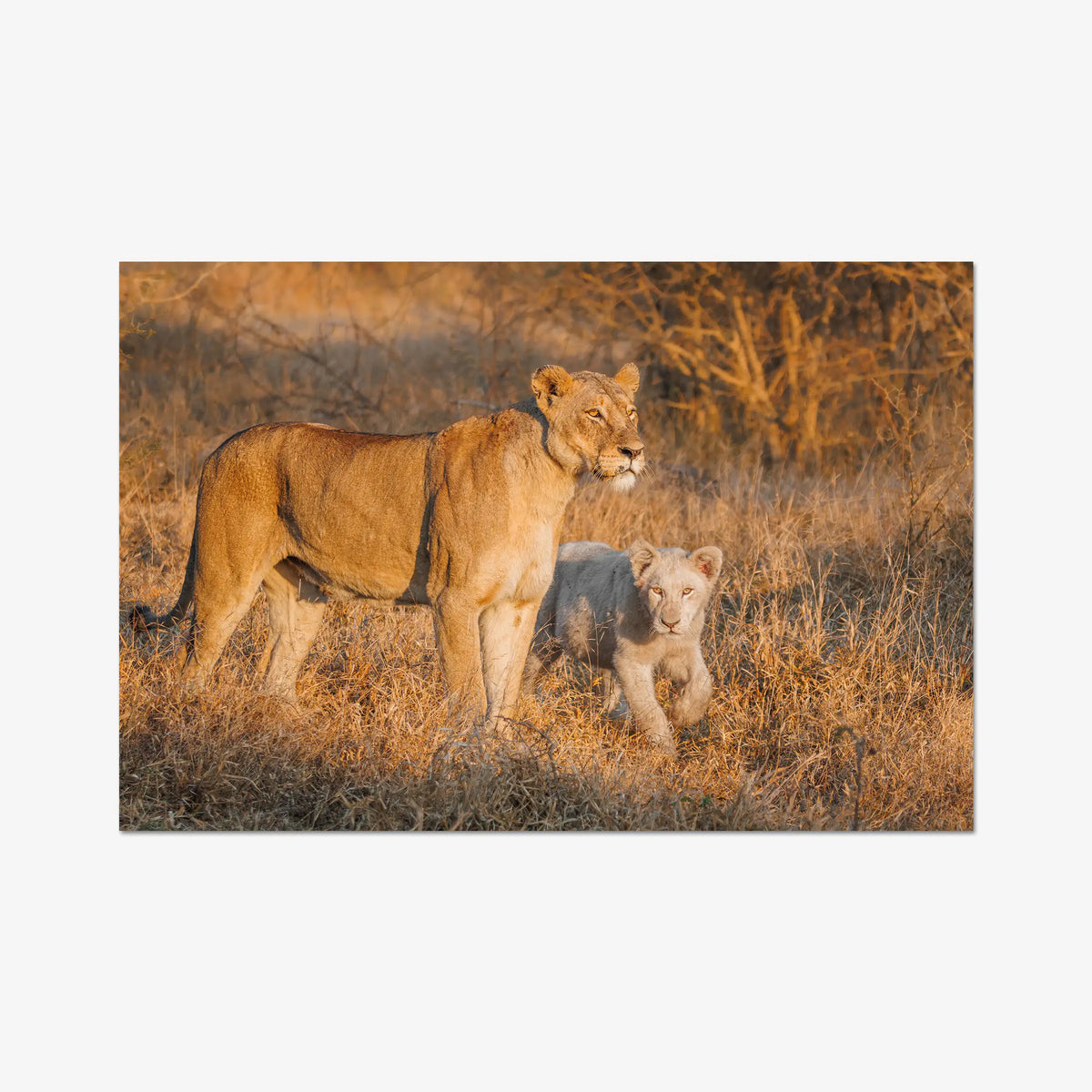Ivory Heir — gallery / print / n/a