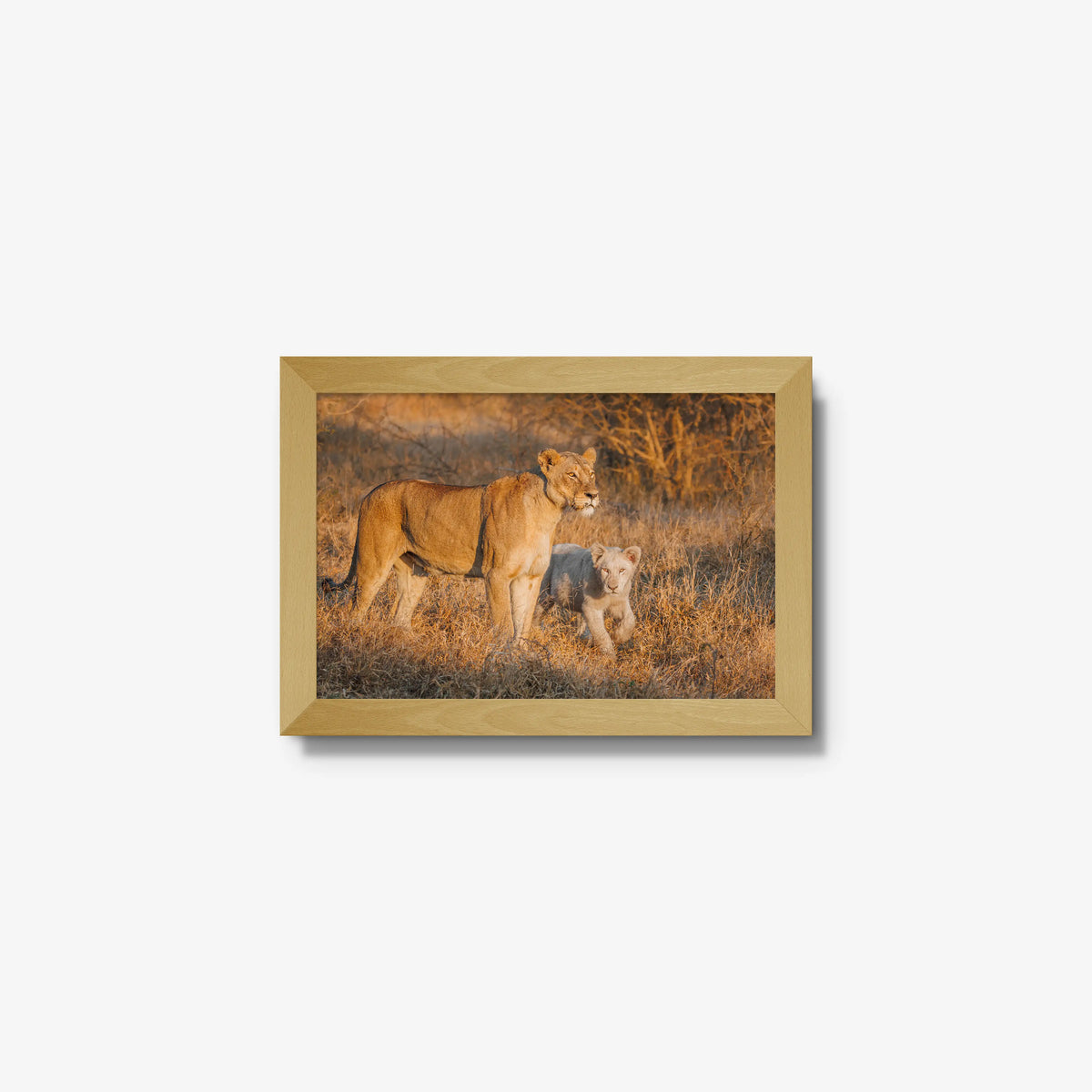 Ivory Heir — mini / natural / full