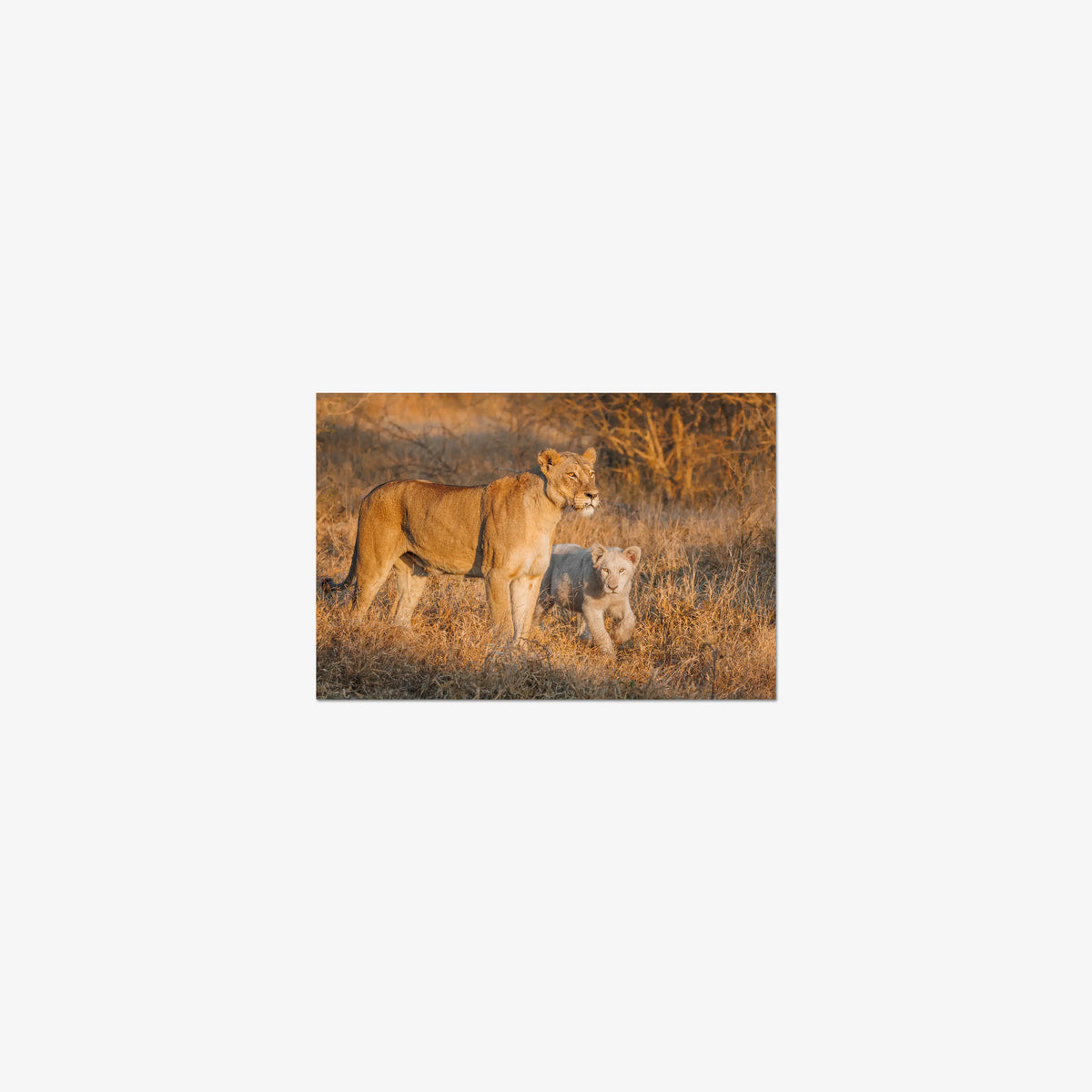 Ivory Heir — mini / print / n/a
