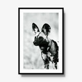 A Painted Dog