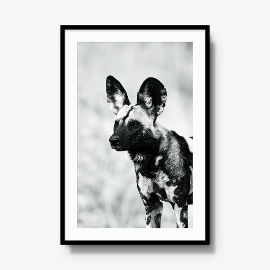 A Painted Dog