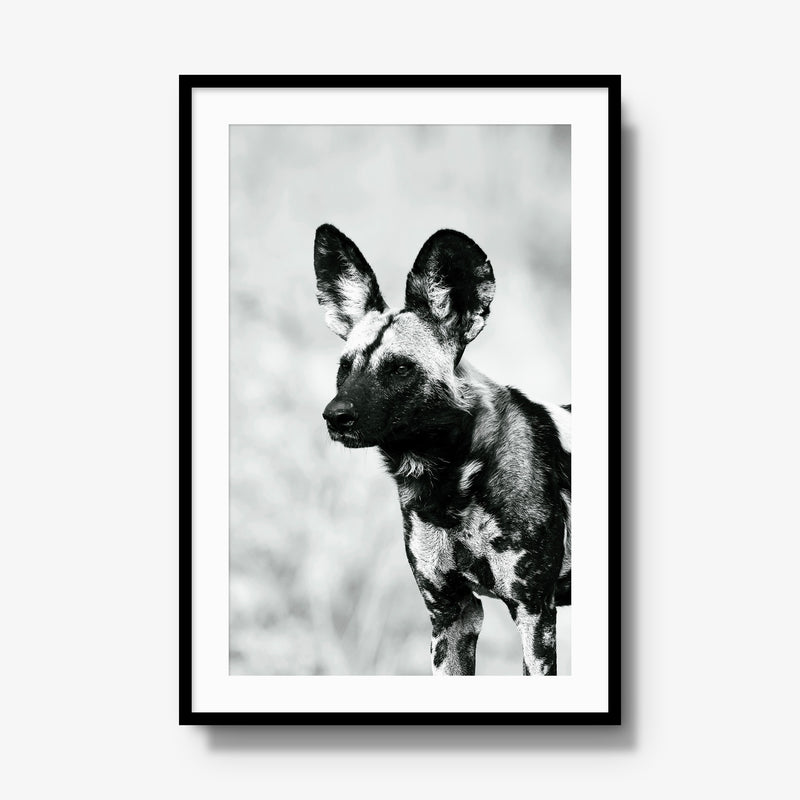 A Painted Dog