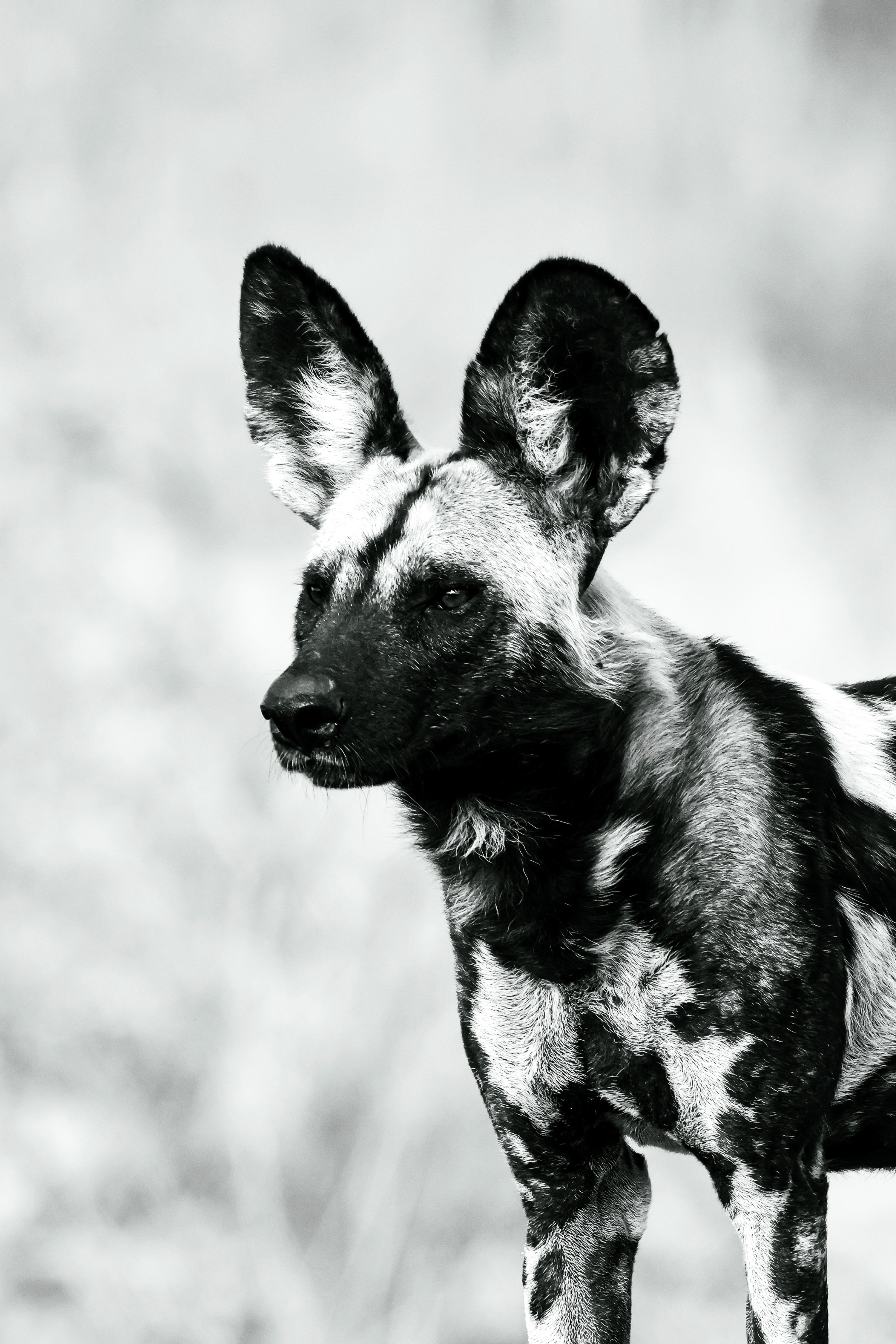 A Painted Dog