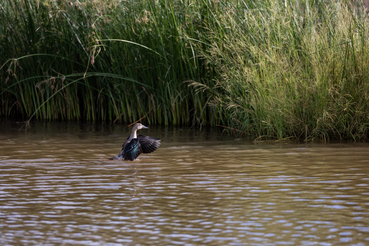 Wing Over Still Water — scroll pan