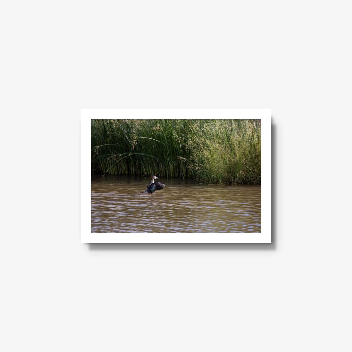 Wing Over Still Water — small / white / full