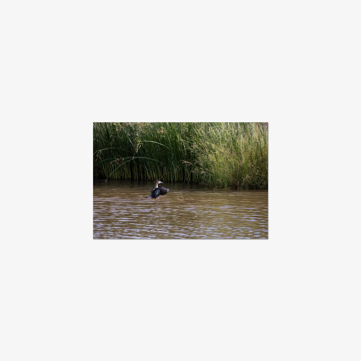 Wing Over Still Water — small / print / n/a