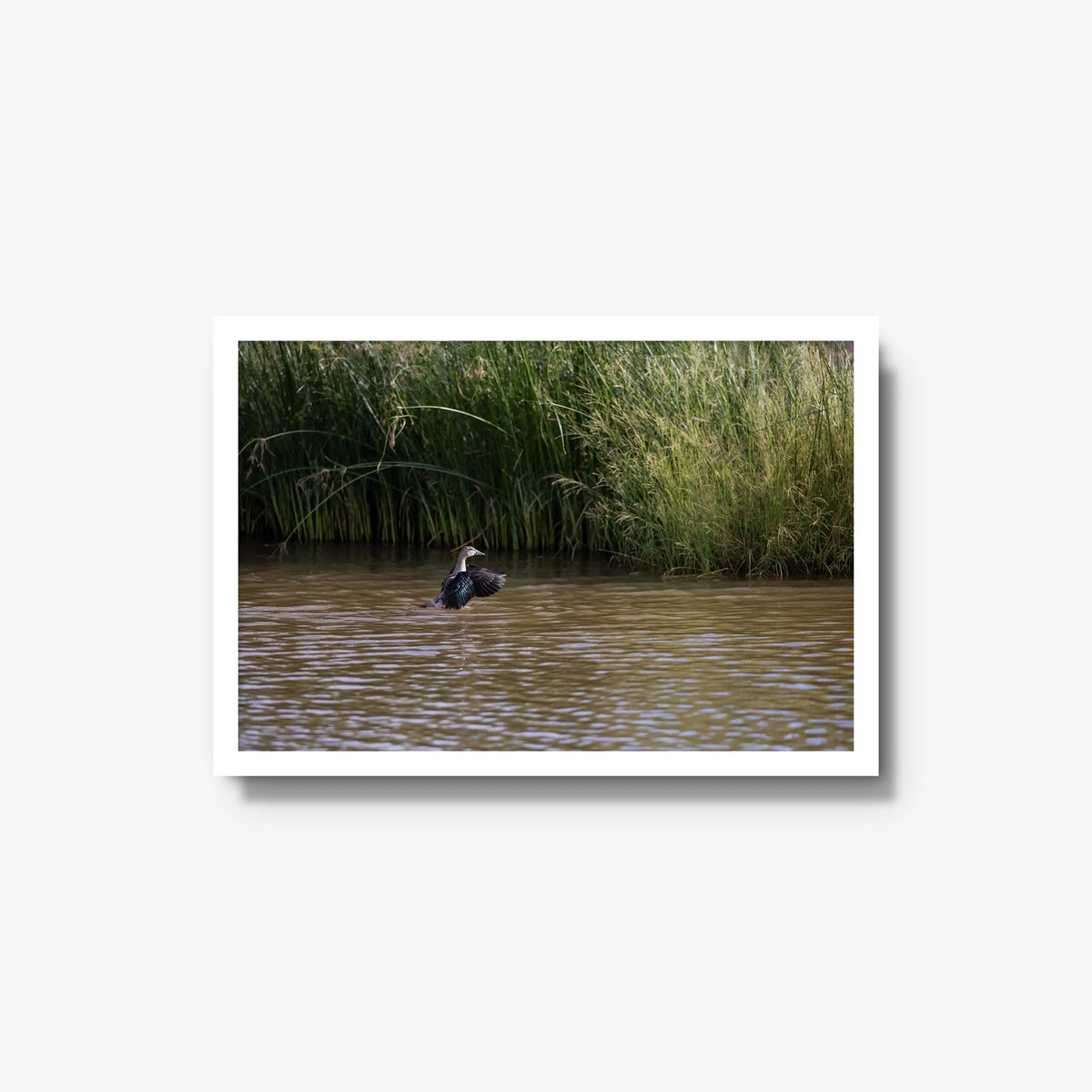 Wing Over Still Water — medium / white / full
