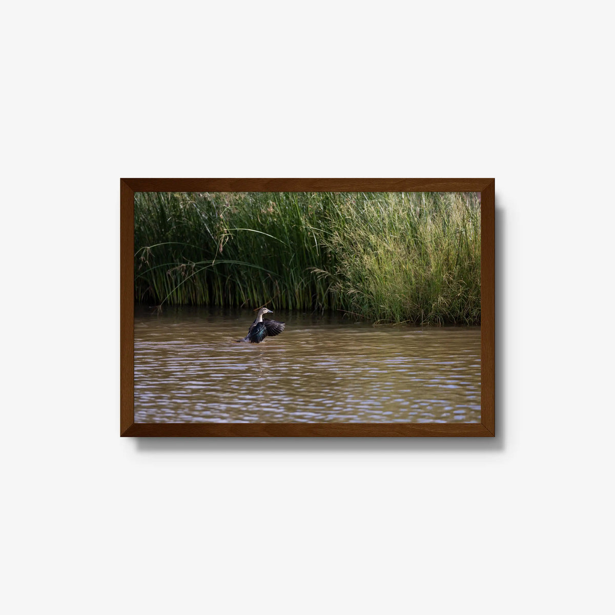 Wing Over Still Water — medium / brown / full