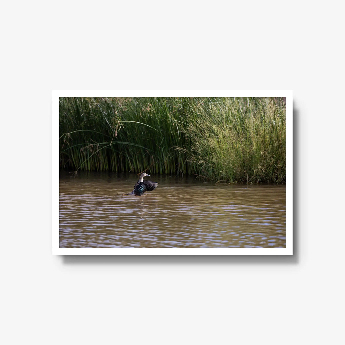 Wing Over Still Water — large / white / full