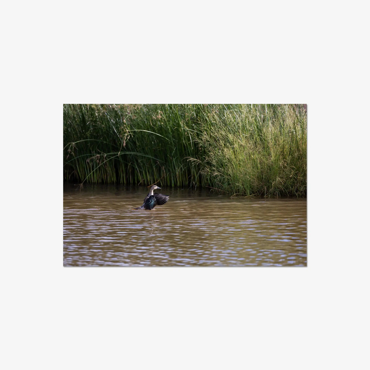 Wing Over Still Water — large / print / n/a