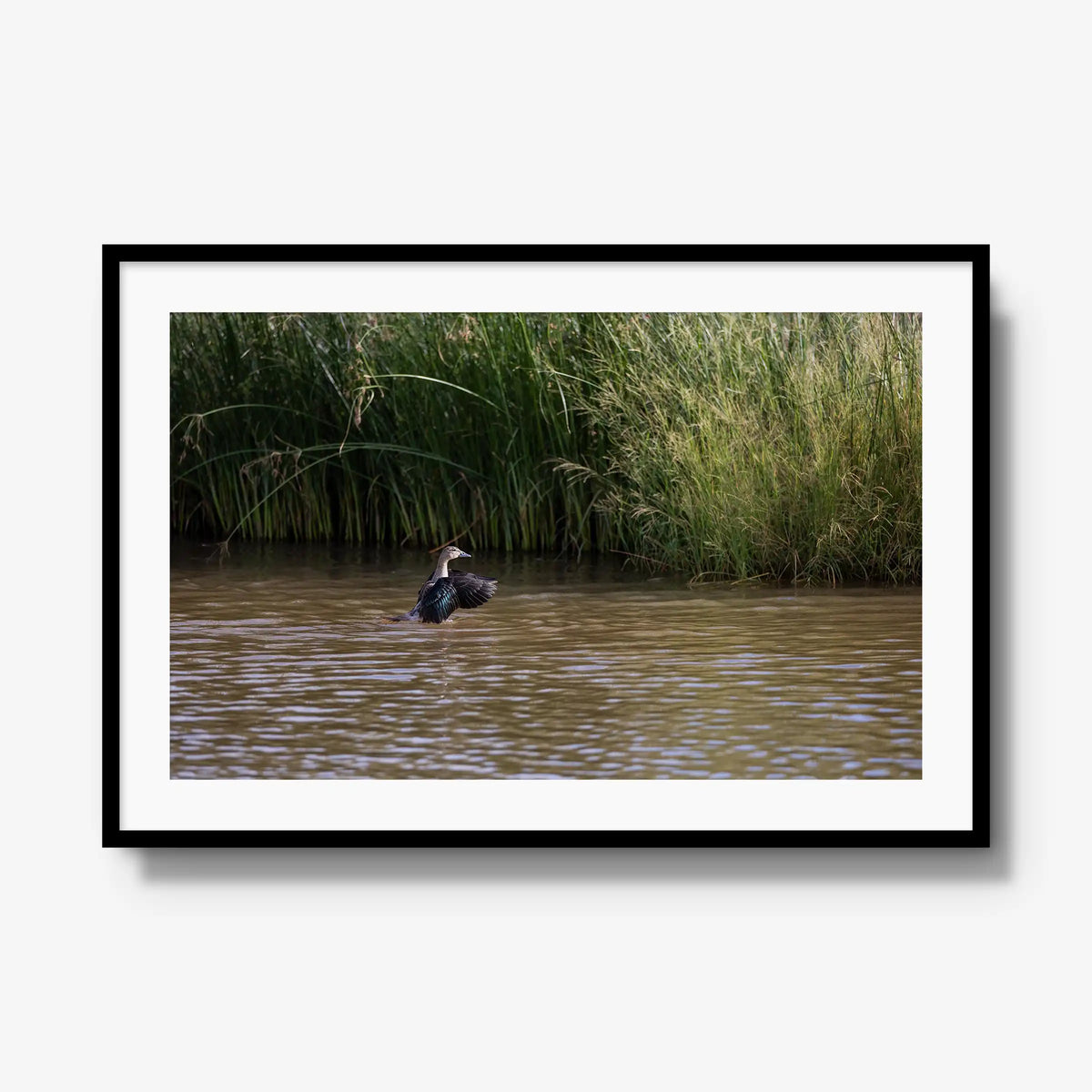 Wing Over Still Water — gallery / black / mat