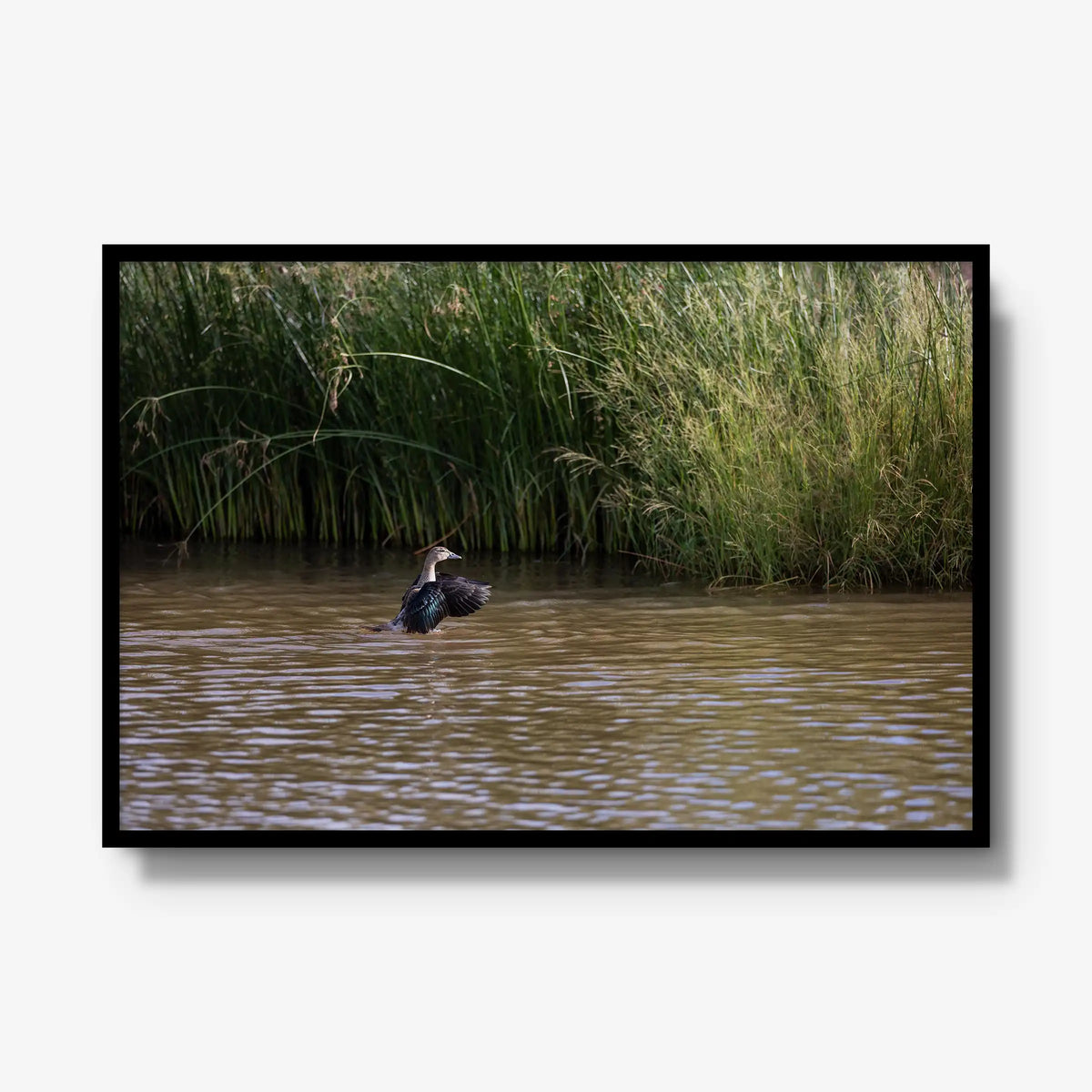 Wing Over Still Water — gallery / black / full
