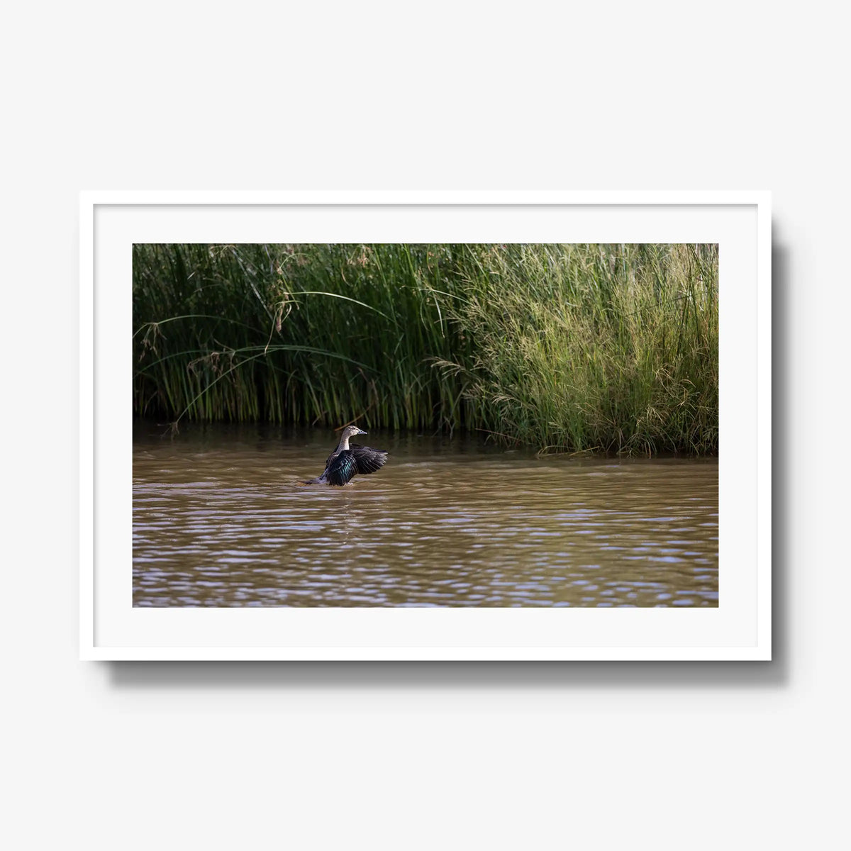 Wing Over Still Water — gallery / white / mat