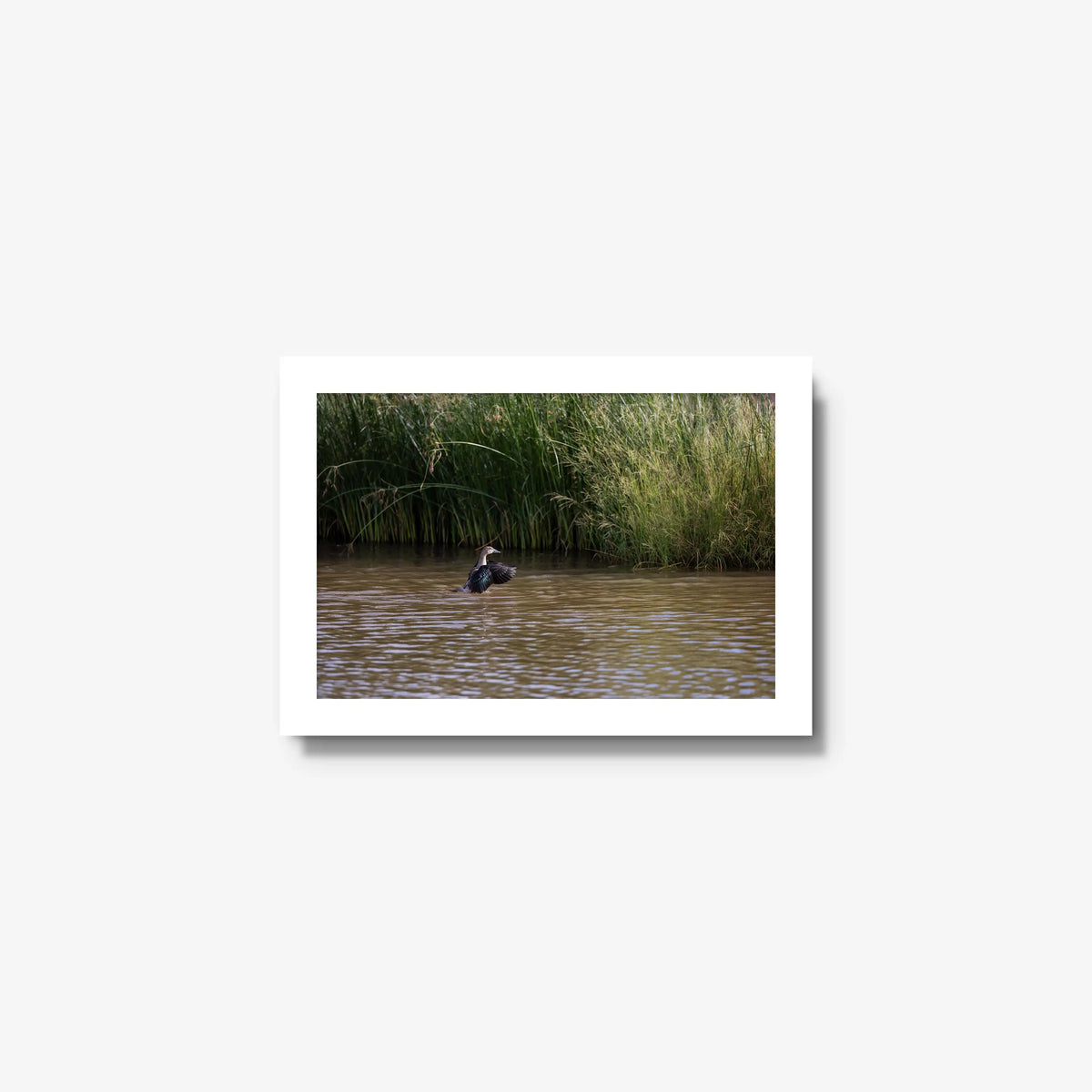 Wing Over Still Water — mini / white / full
