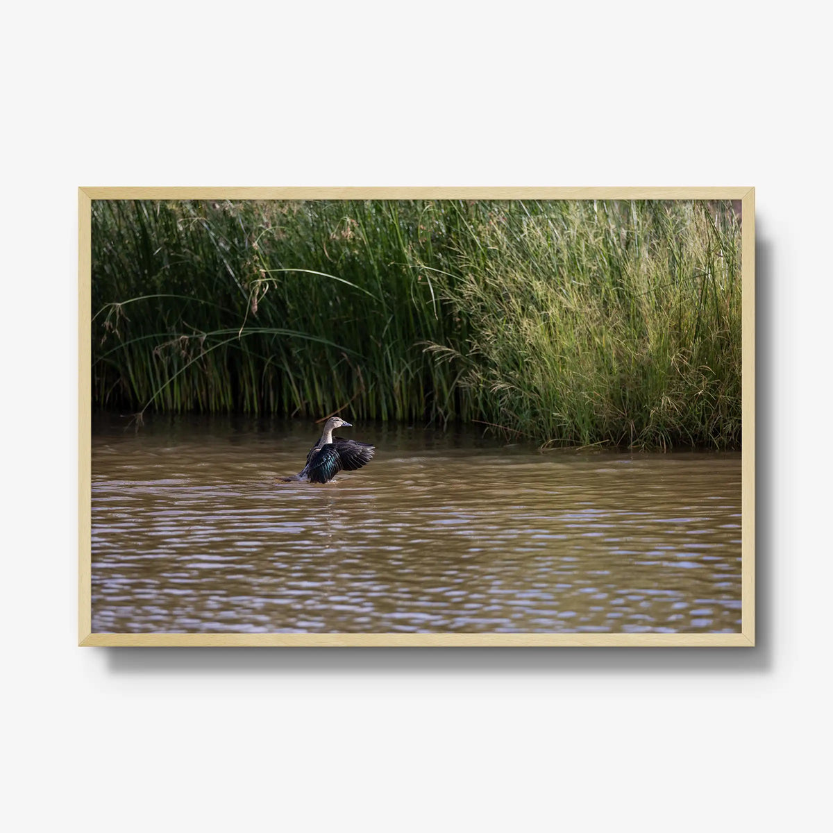 Wing Over Still Water — gallery / natural / full