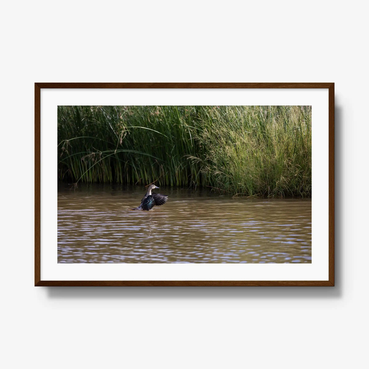 Wing Over Still Water — gallery / brown / mat