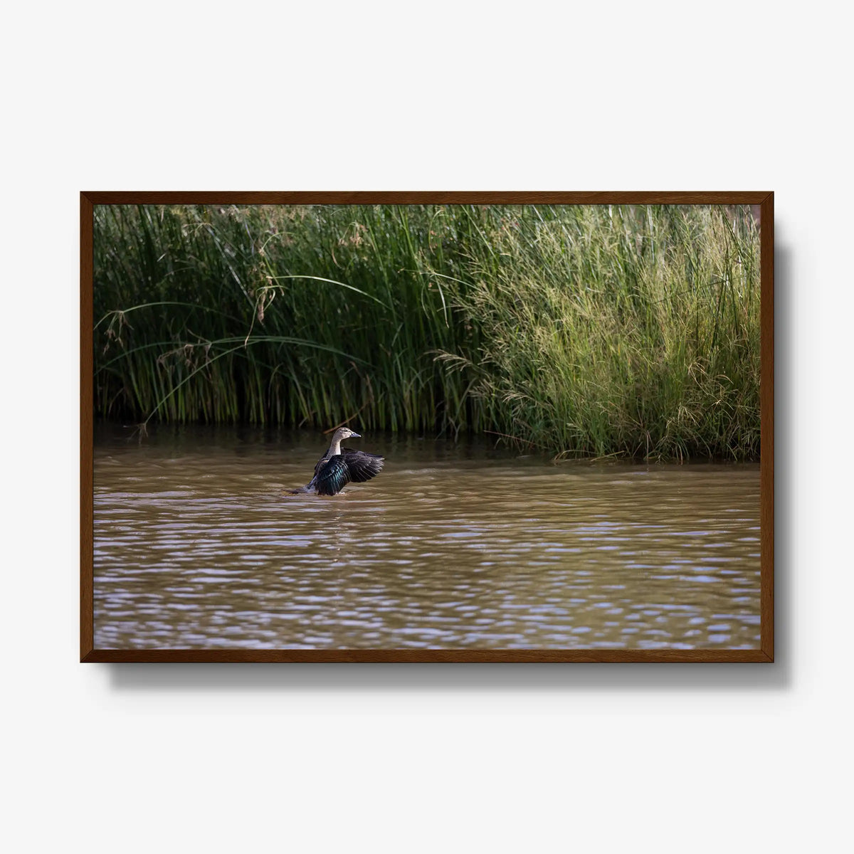 Wing Over Still Water — gallery / brown / full