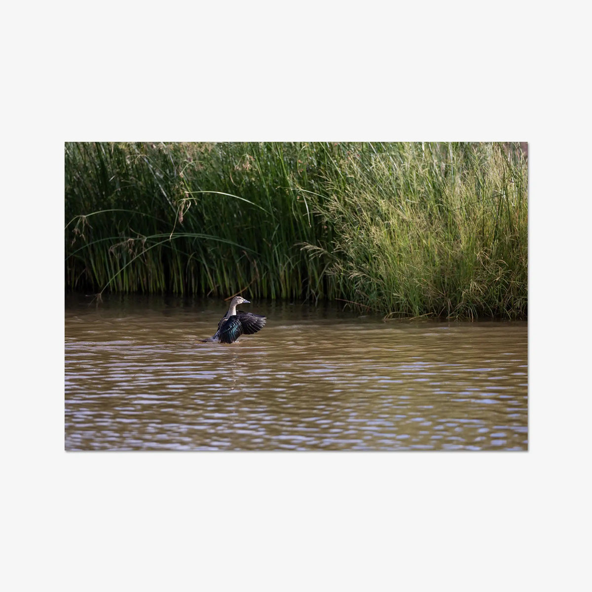 Wing Over Still Water — gallery / print / n/a