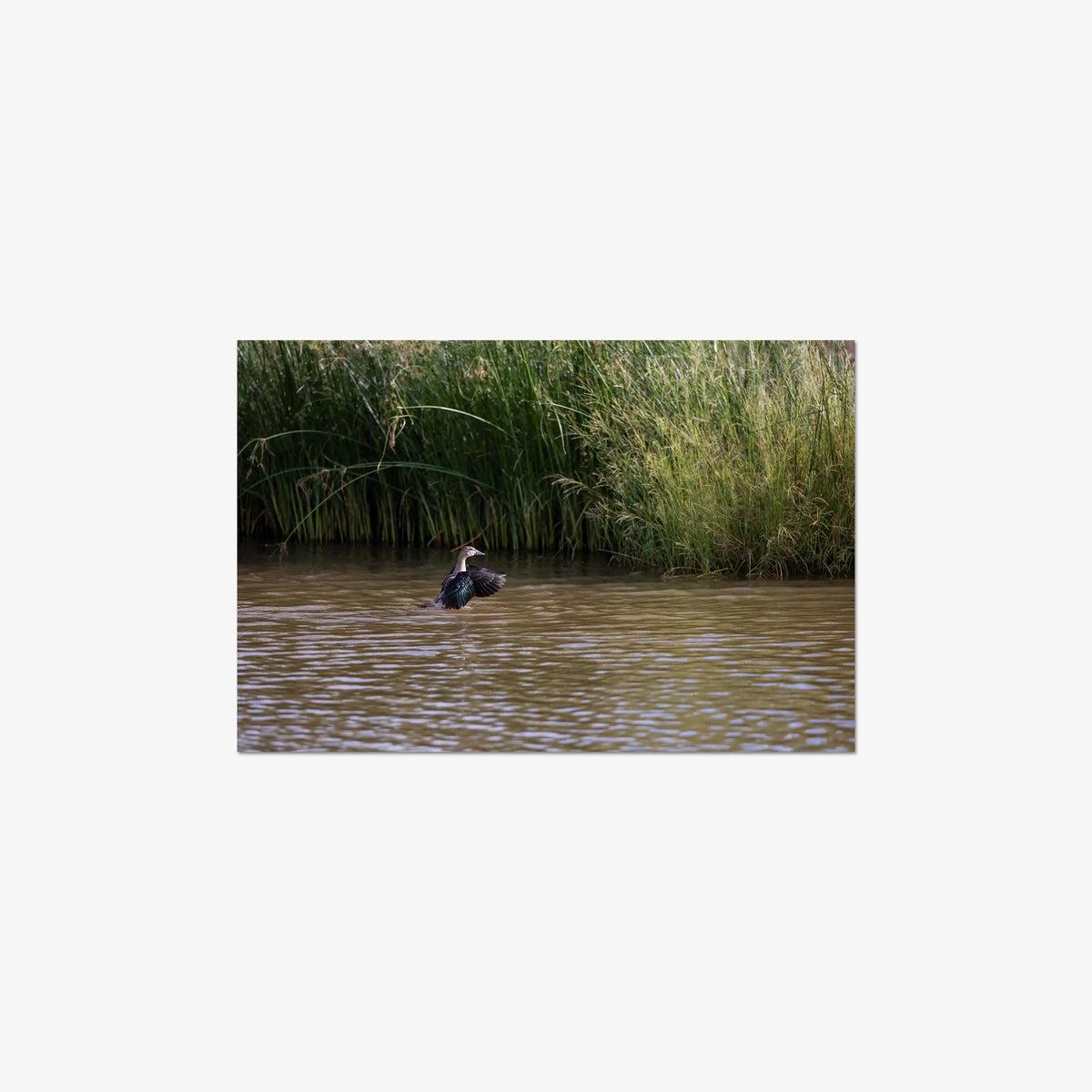 Wing Over Still Water — mini / digital / n/a