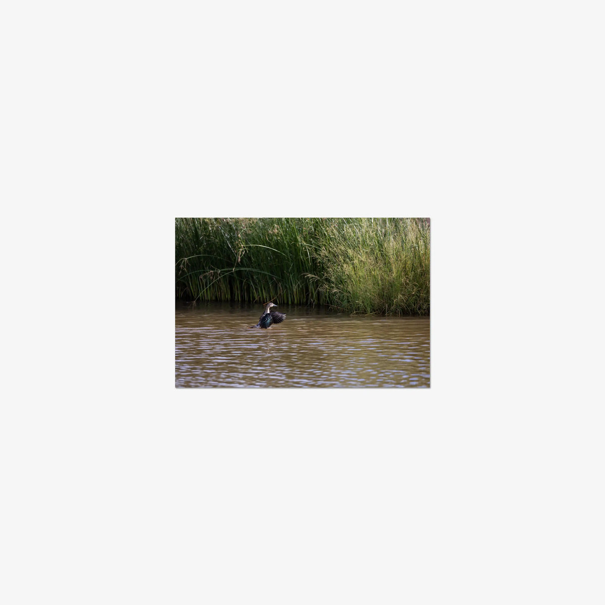 Wing Over Still Water — mini / print / n/a