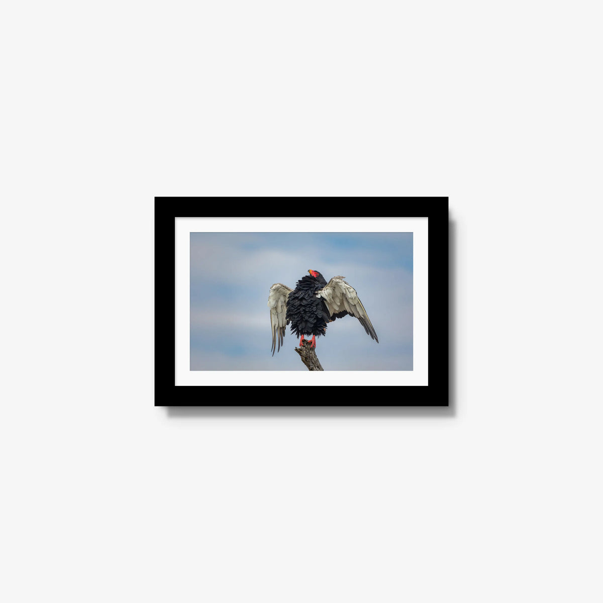 Wingspan — mini / black / mat