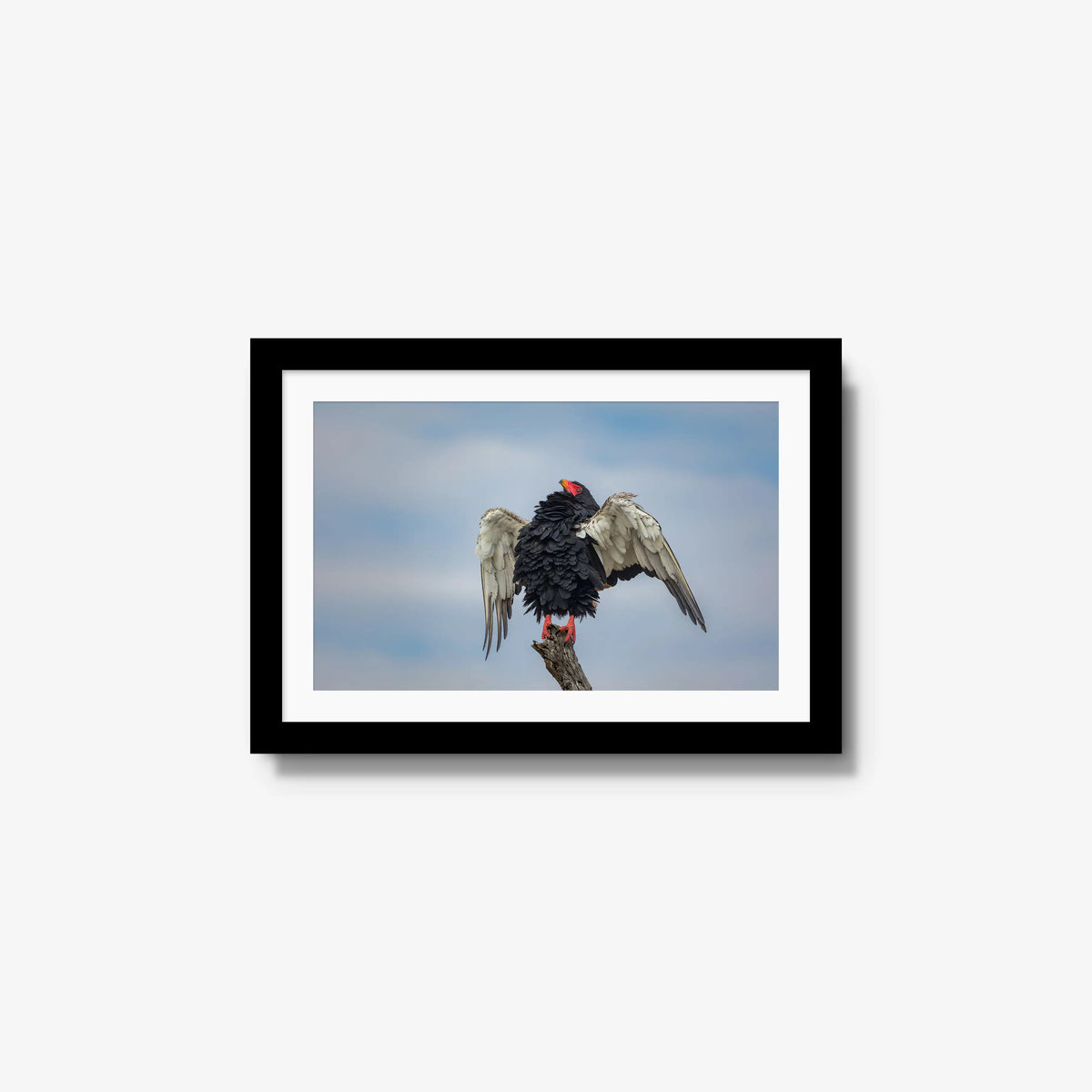 Wingspan — small / black / mat