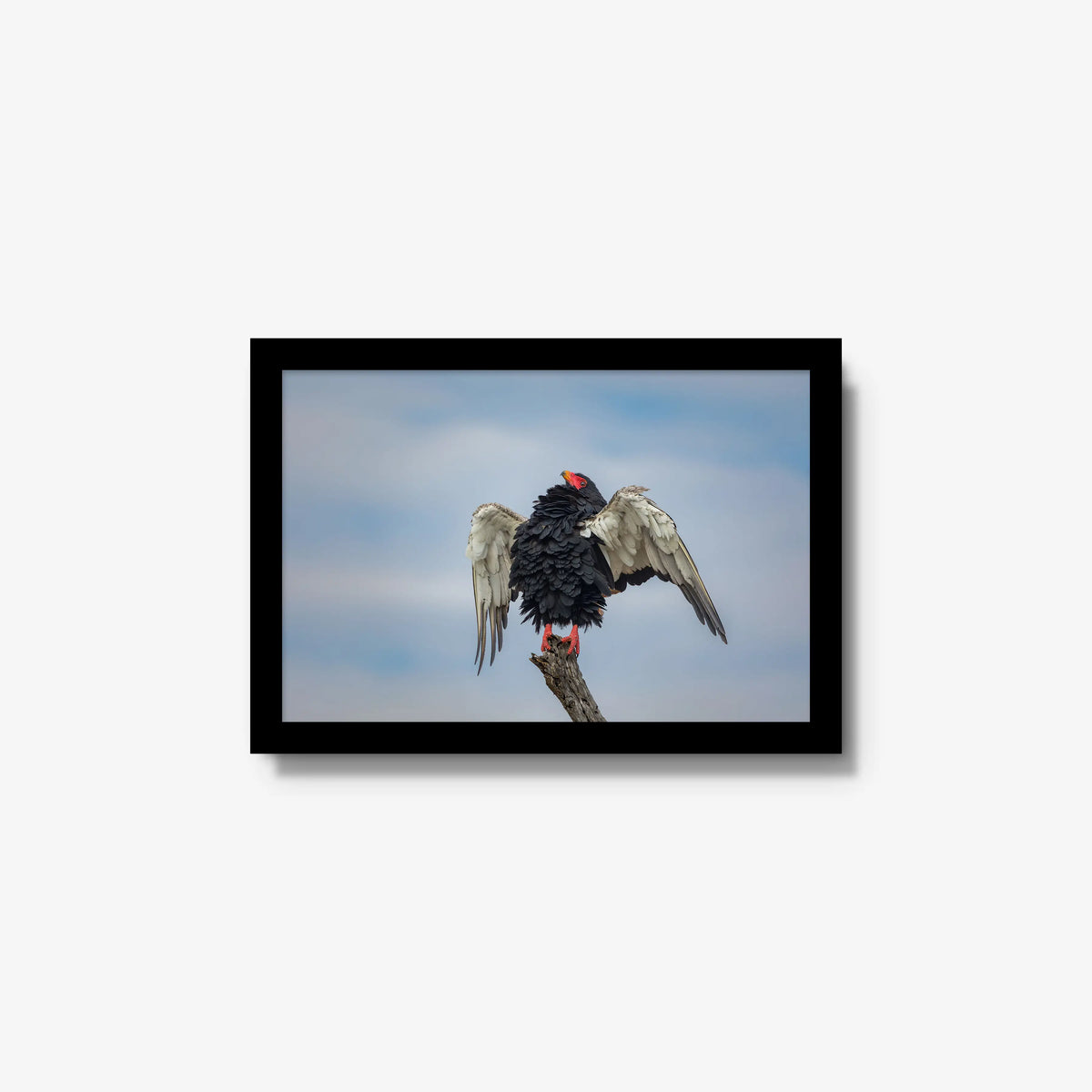 Wingspan — small / black / full