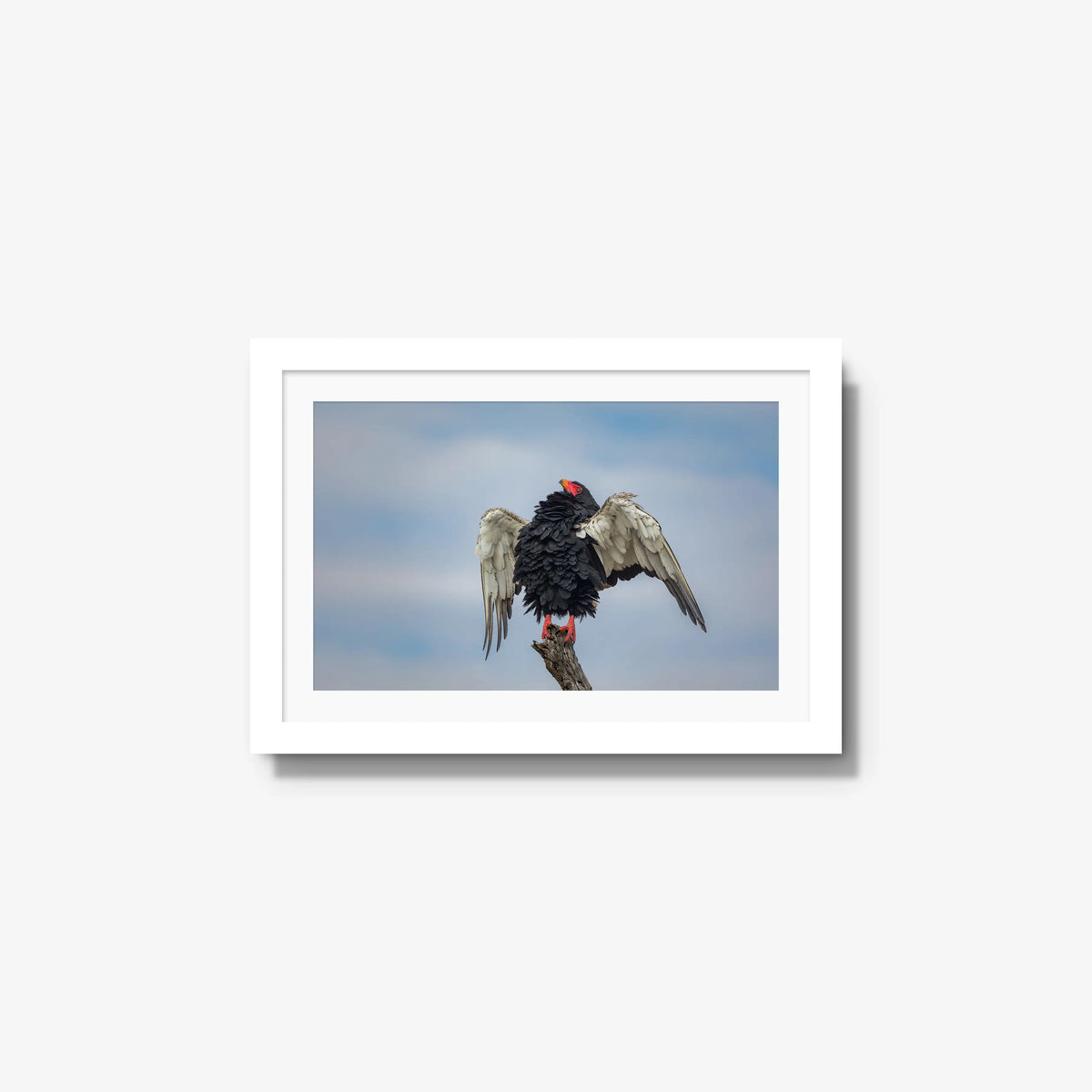 Wingspan — small / white / mat