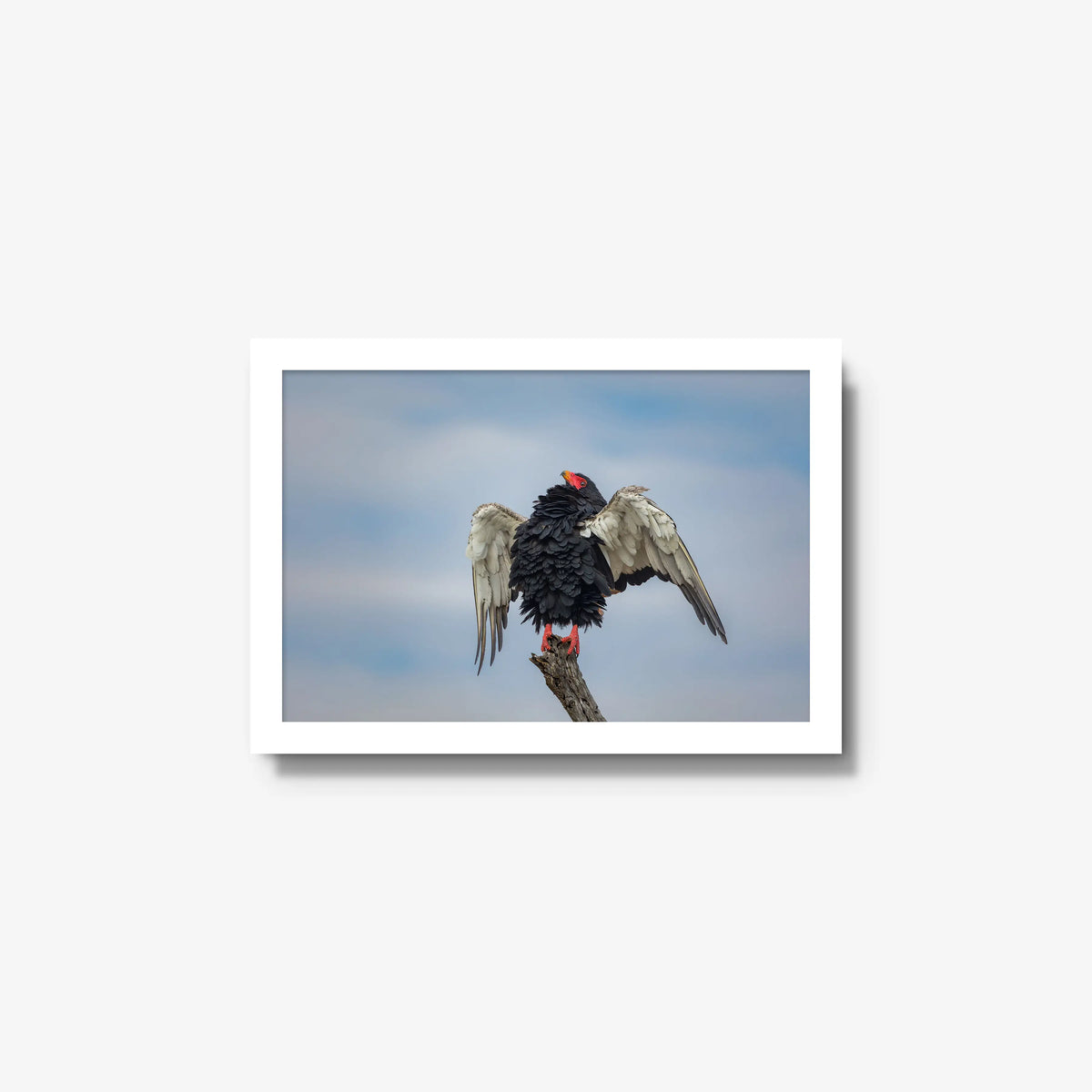 Wingspan — small / white / full
