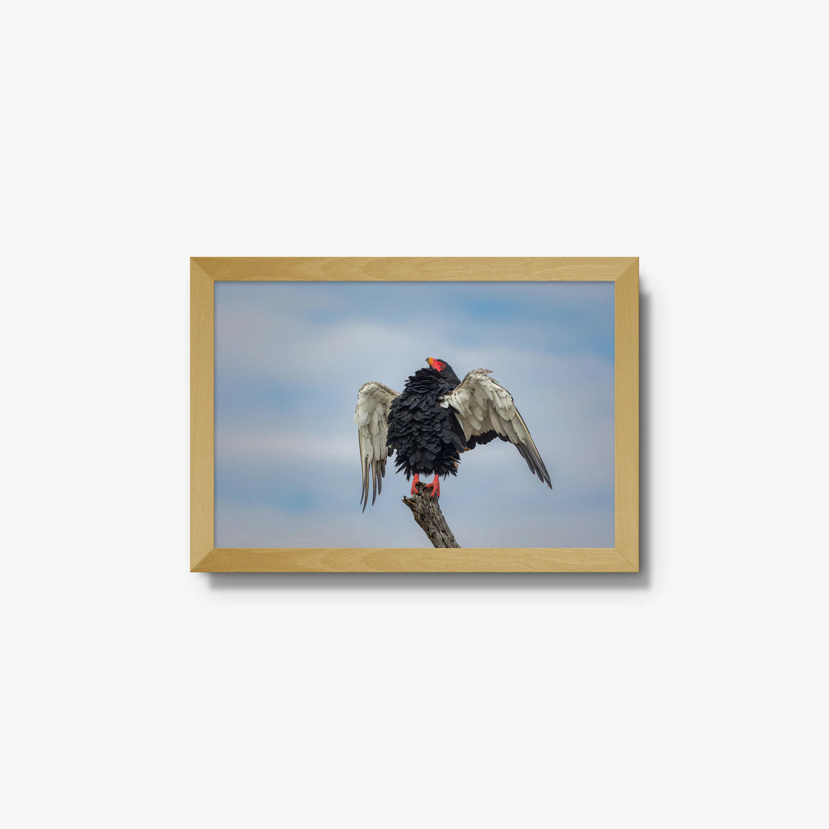 Wingspan — small / natural / full