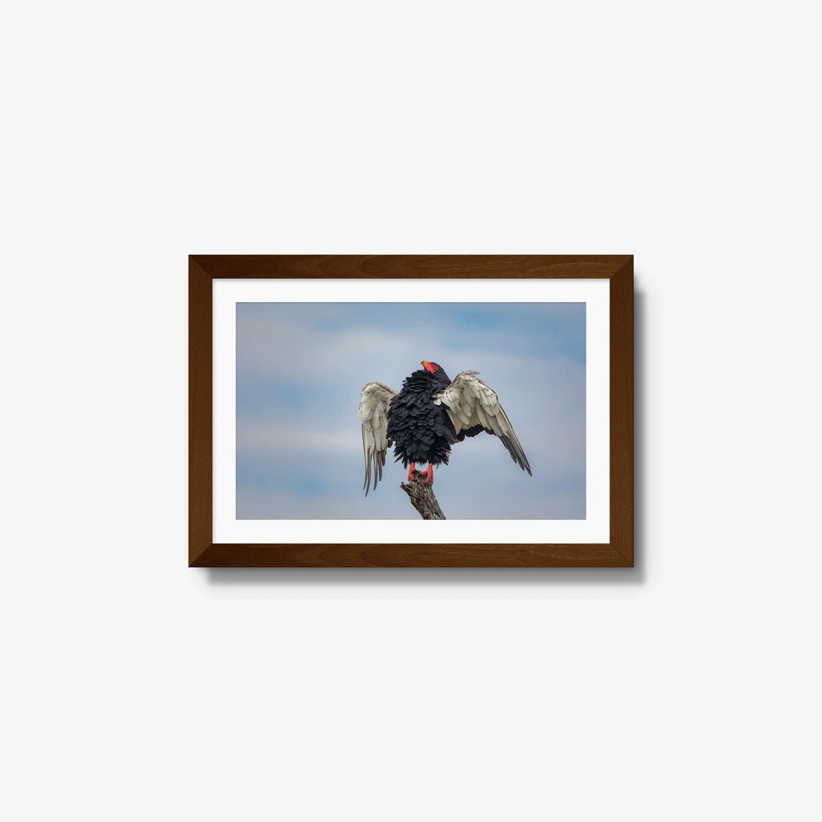 Wingspan — small / brown / mat