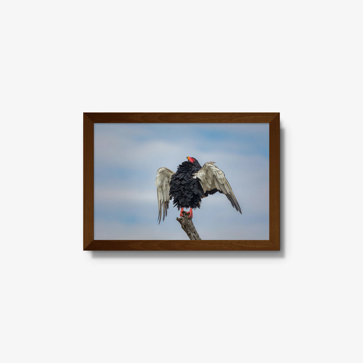 Wingspan — small / brown / full