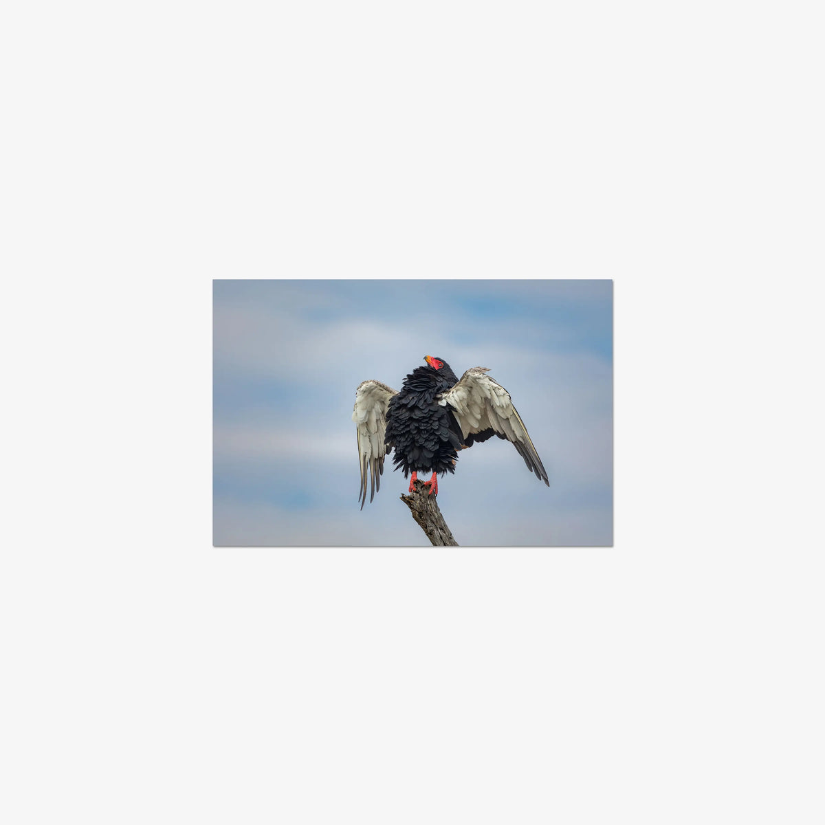 Wingspan — small / print / n/a